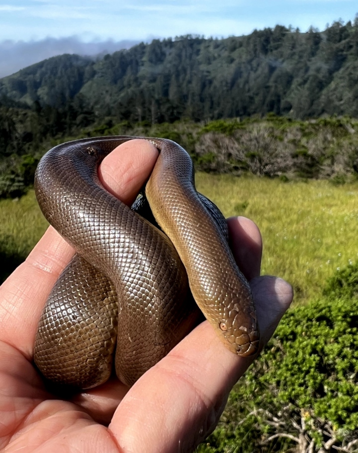 Rubber Boa